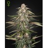 GREEN-O-MATIC · Green House Seeds · kaufen cannabis samen · Auto Fem