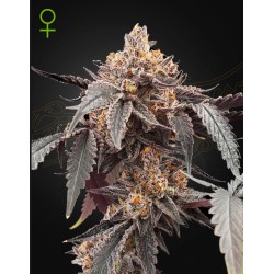 GUAVA X GELATO 41 AUTO ·...