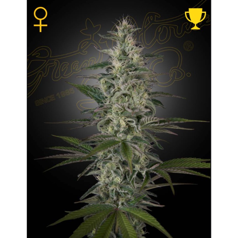 HAWAIIAN SNOW · Green House Seeds · cannabis samen · Fem