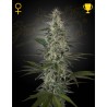 HAWAIIAN SNOW · Green House Seeds · kenevir tohum · Disi · Fem
