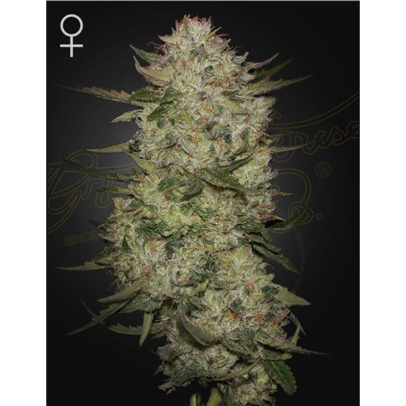 HIGHCLOUDZ AUTO · Green House Seeds · kenevir tohum · Disi · Auto Fem