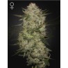 HIGHCLOUDZ AUTO · Green House Seeds · sementes de maconha · Auto Fem