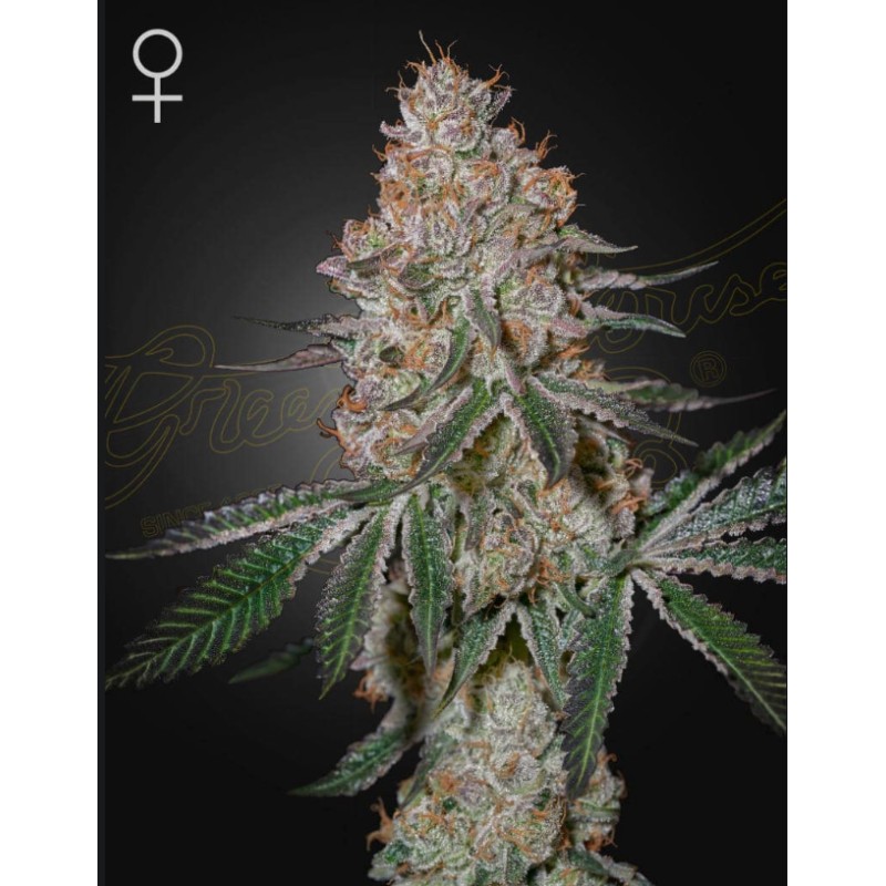 HIGHCLOUDZ · Green House Seeds · kaufen cannabis samen · Fem