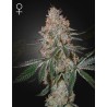 HIGHCLOUDZ · Green House Seeds · cannabis seeds · Fem