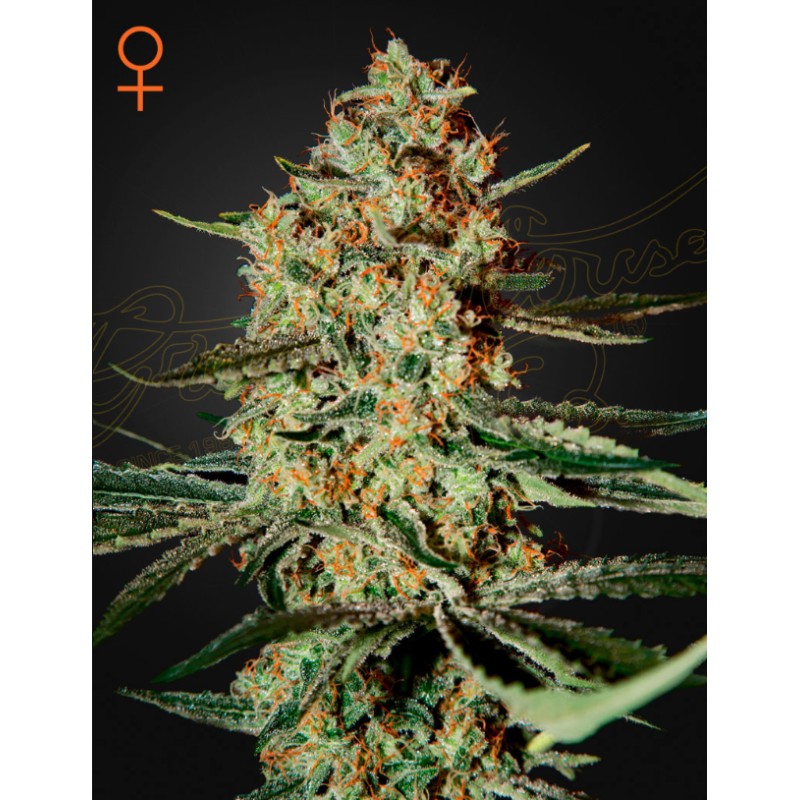 HIMALAYA GOLD · Green House Seeds · graines de cannabis · Fem