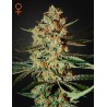 HIMALAYA GOLD · Green House Seeds · graines de cannabis · Fem