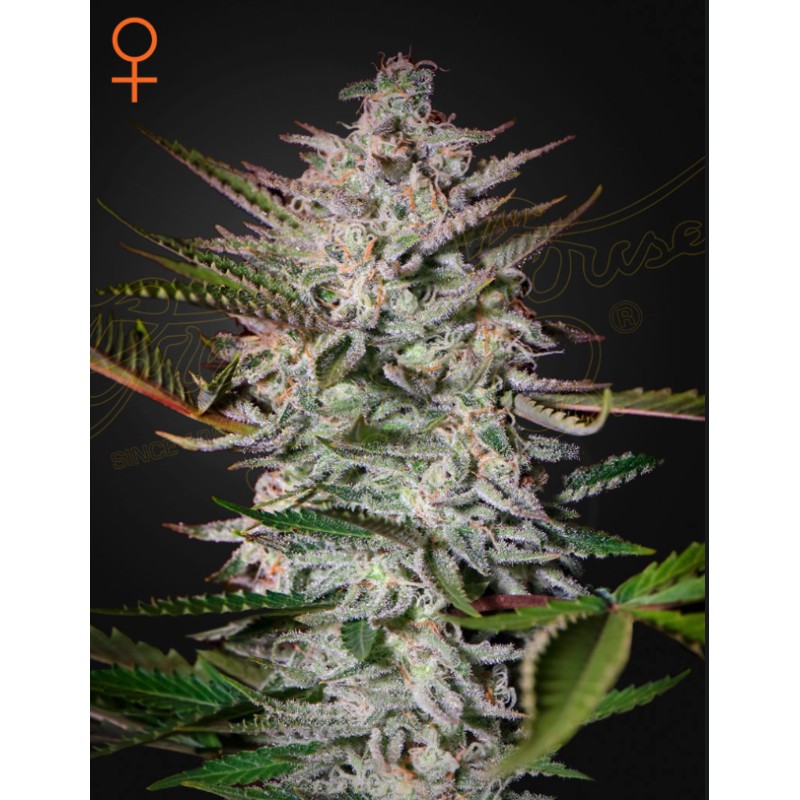 HOLY PUNCH · Green House Seeds · emi di canapa · Fem