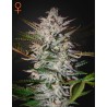 HOLY PUNCH · Green House Seeds · emi di canapa · Fem