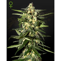 JACK HERER AUTO · Green...