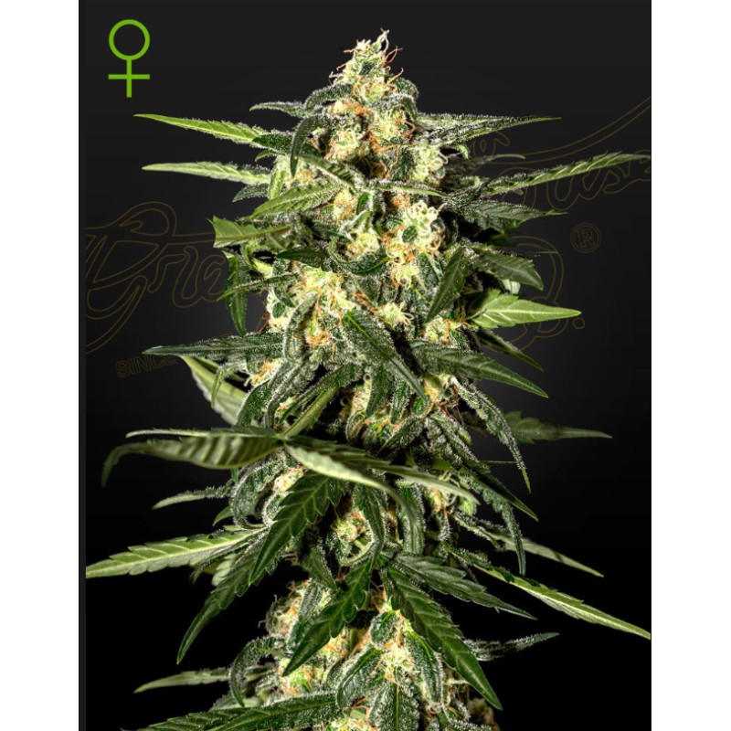 JACK HERER AUTO · Green House Seeds · cannabis seeds · Auto Fem