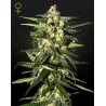 JACK HERER AUTO · Green House Seeds · semillas de marihuana · Auto Fem