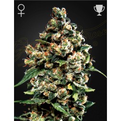 JACK HERER · Green House...