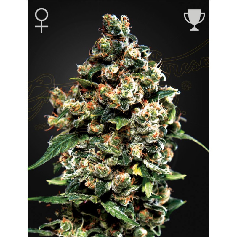 JACK HERER · Green House Seeds · kaufen cannabis samen · Fem