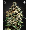 JACK HERER · Green House Seeds · semi di canapa · Fem