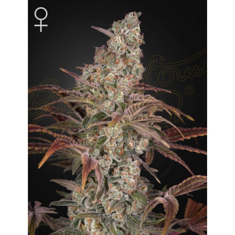 JACKS DREAM · Green House Seeds · semi di canapa · Fem