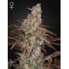 JACKS DREAM · Green House Seeds · semillas de marihuana · Fem