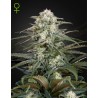 KALASHNIKOVA  AUTO · Green House Seeds · kenevir tohum · Disi · AutoFem