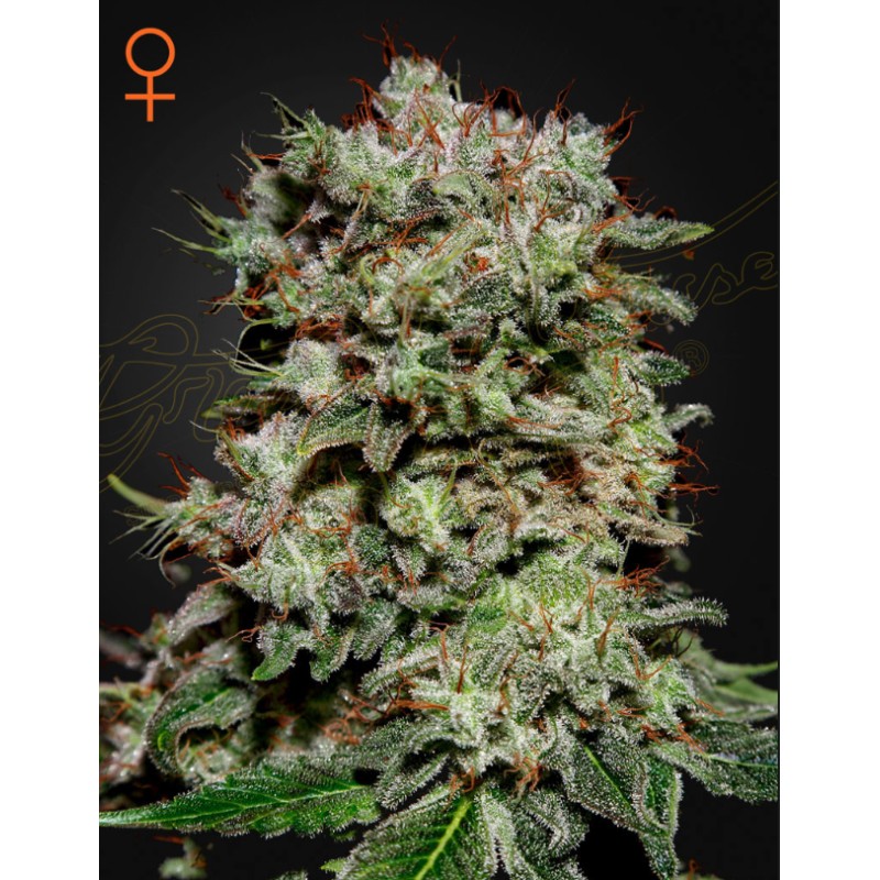 KALASHNIKOVA · Green House Seeds · sementes de maconha · Fem