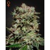 KALASHNIKOVA · Green House Seeds · kaufen cannabis samen · Fem