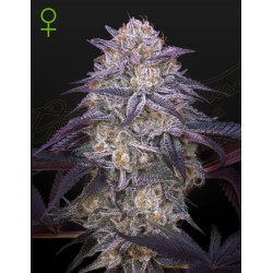 KING'S JUICE AUTO · Green...