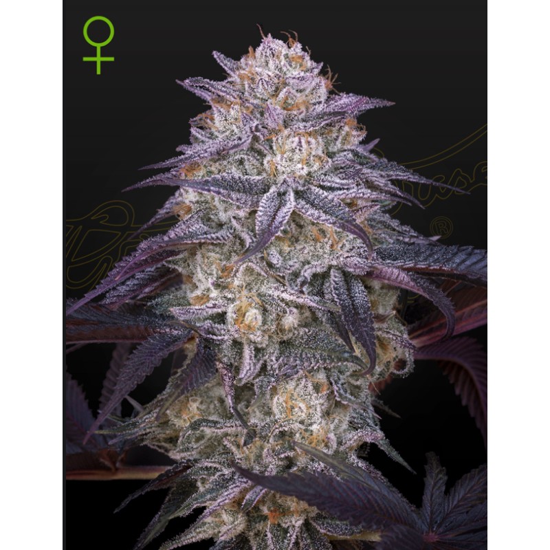 KING'S JUICE AUTO · Green House Seeds · semi di canapa · AutoFem