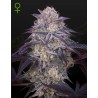 KING'S JUICE AUTO · Green House Seeds · sementes de maconha · AutoFem
