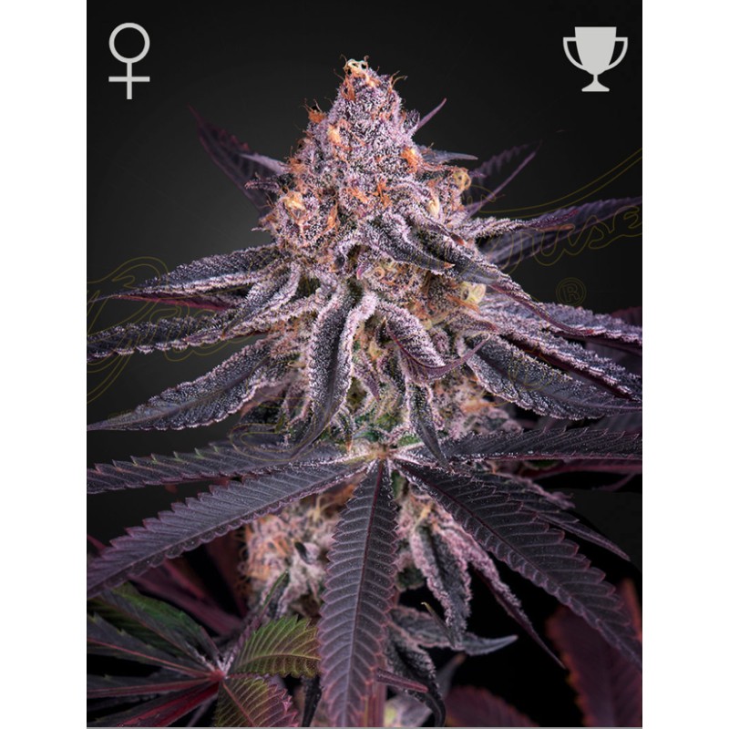 KING'S JUICE · Green House Seeds · sementes de maconha · Fem