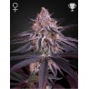 KING'S JUICE · Green House Seeds · semillas de marihuana · Fem
