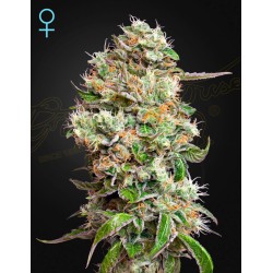 KING'S KUSH AUTO CBD  ·...