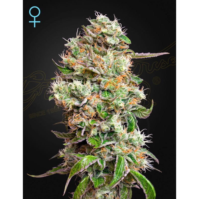 KING'S KUSH AUTO CBD  · Green House Seeds · sementes de maconha · Auto Fem