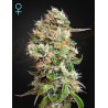 KING'S KUSH AUTO CBD  · Green House Seeds · kaufen cannabis samen · Auto Fem