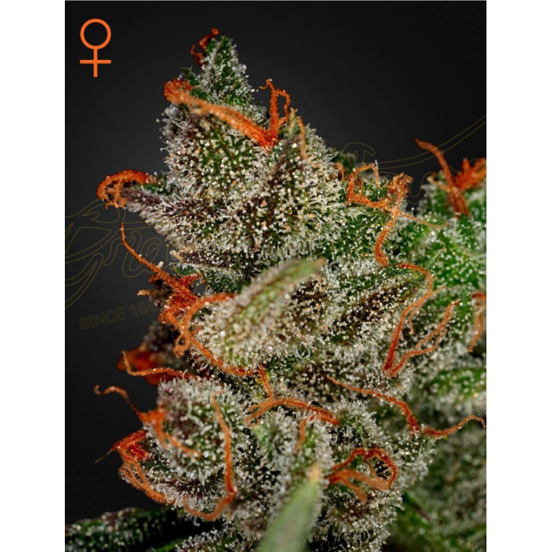 KING'S KUSH · Green House Seeds · kevenir tohum · Disi · Fem