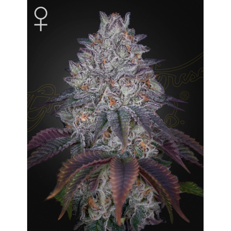 KING'S TART · Green House Seeds · kenevir tohumu · Disi · Fem