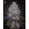 KING'S TART · Green House Seeds · kaufen cannabis samen · Fem