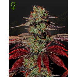 KING´S  KUSH AUTO · Green...