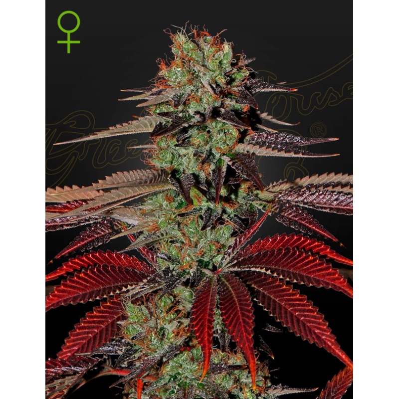 KING´S  KUSH AUTO · Green House Seeds · kenevir tohum - Disi · AutoFem