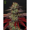 KING´S  KUSH AUTO · Green House Seeds · kenevir tohum - Disi · AutoFem