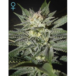 KING’S KUSH CBD · Green...