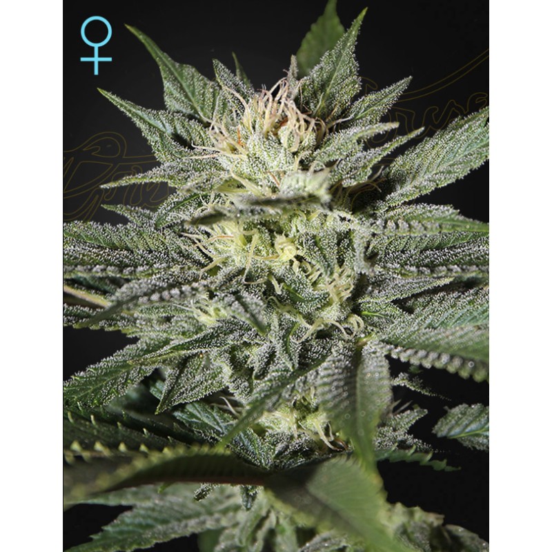 KING’S KUSH CBD · Green House Seeds · graines de cannabis · Fem