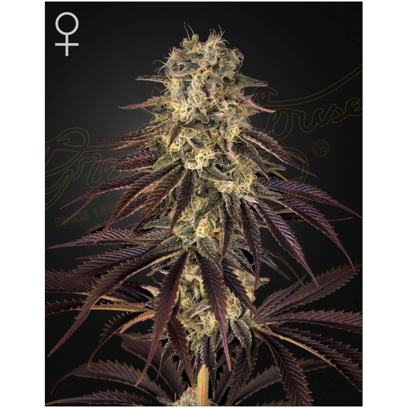 KONGS KRUSH · Green House Seeds · kenevir tohum · Disi · Fem