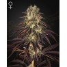 KONGS KRUSH · Green House Seeds · kenevir tohum · Disi · Fem