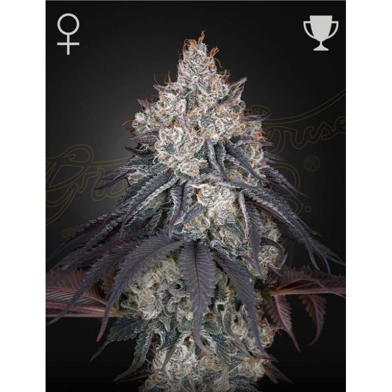 LEMON ORANGE · Green House Seeds · semi di canapa · Fem