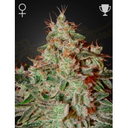 LEMON SKUNK · Green House...