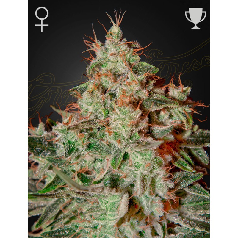 LEMON SKUNK · Green House Seeds · kaufen cannabis samen · Fem