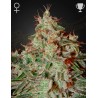LEMON SKUNK · Green House Seeds · semi di canapa · Fem