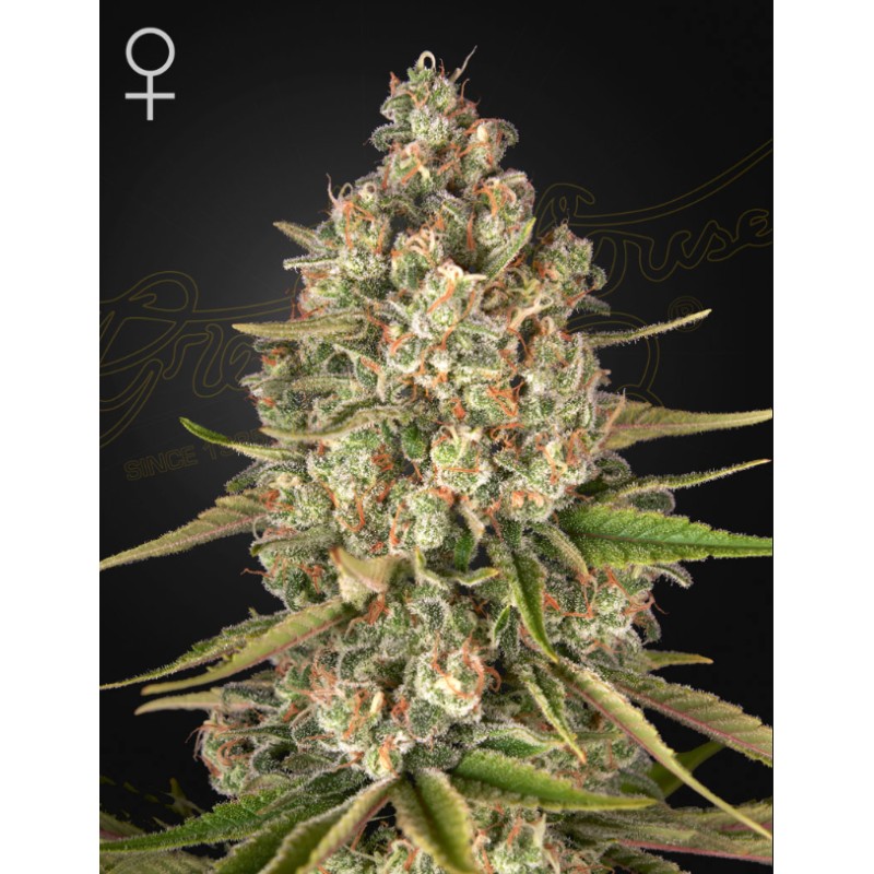 LOST PEARL · Green House Seeds · kaufen cannabis samen · Fem