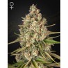 LOST PEARL · Green House Seeds · semillas de marihuana · Fem