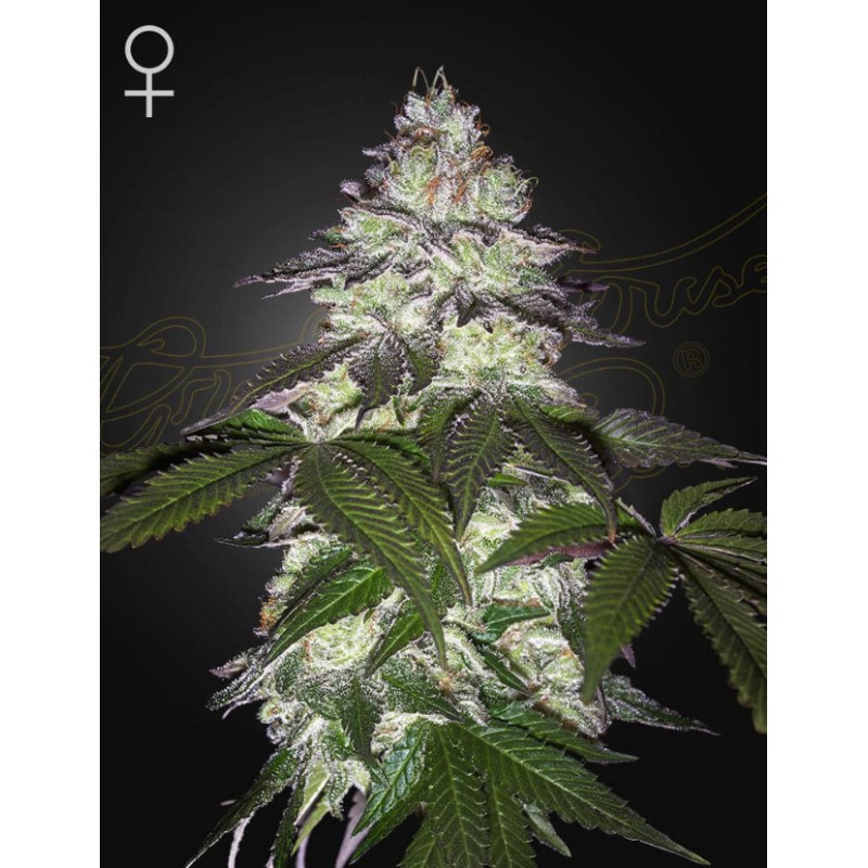 MILKY DREAMS · Green House Seeds · sementes de maconha · Fem