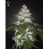 MILKY DREAMS · Green House Seeds · cannabis seeds · Fem