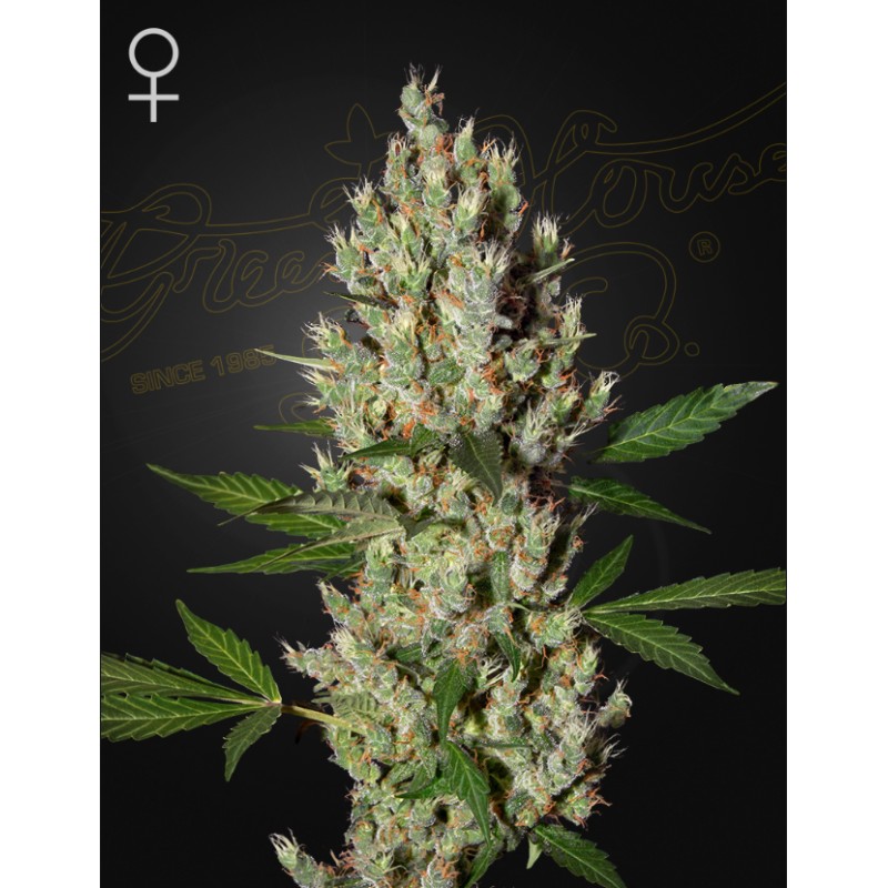 MOBY DICK · Green House Seeds · cannabis seeds · Fem